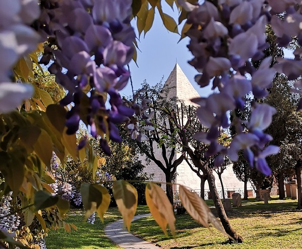 Rome pyramid framed by wisteria, photo taken by the protestant cemetery of Rome