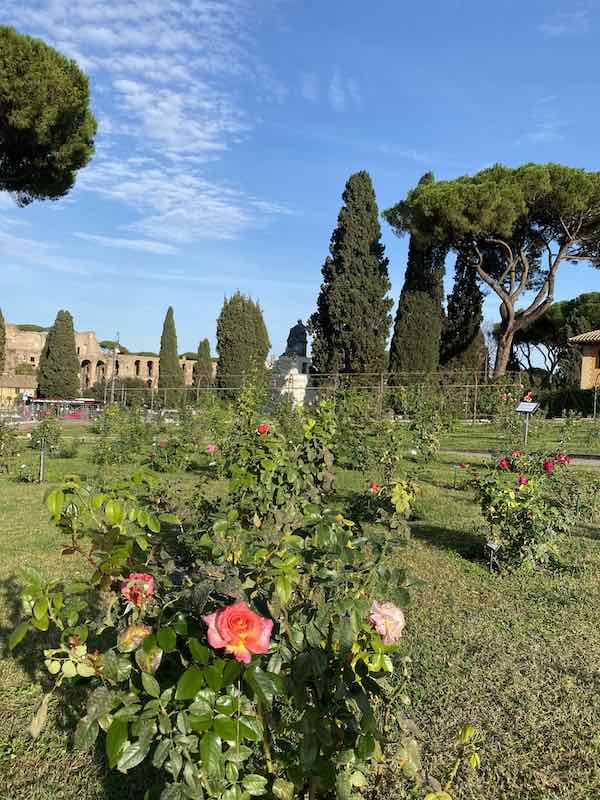 Rome hidden gems: Rome's Rose Garden, with a pink rose in the foreground and ancient ruins in the back