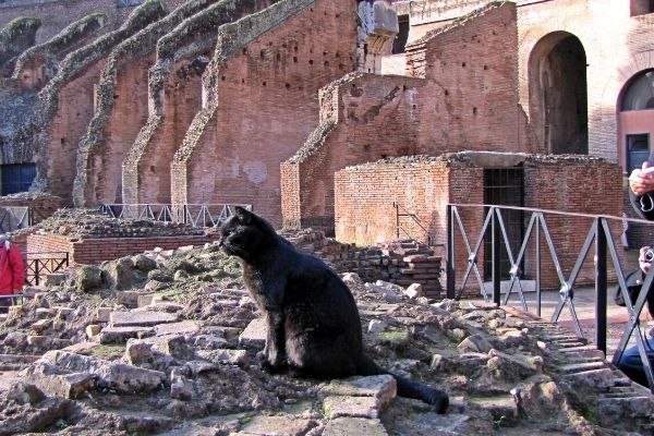 black cat in Roman Colosseum