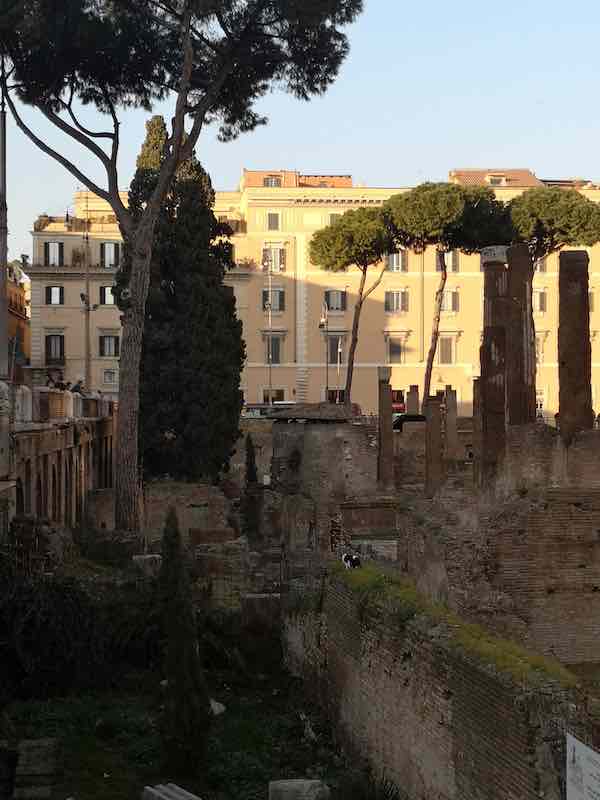 Archaeological area of Largo Argentina in Rome with black and white stray cat roaming free