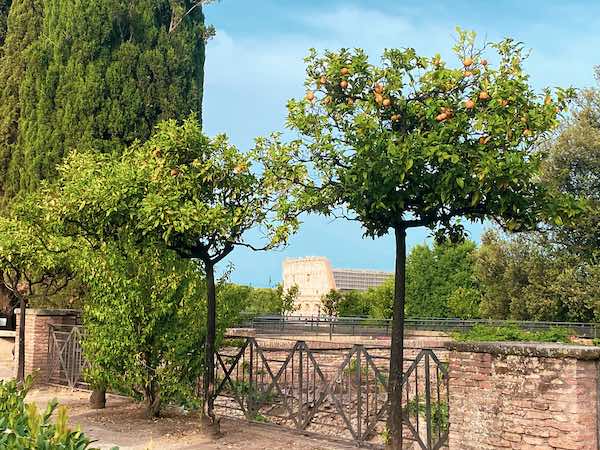 Orange trees framing a view of the Colosseum in the Farnese Gardens on the Palatine Hill in Rome