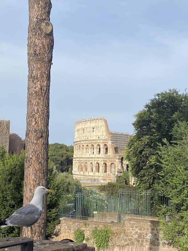 Seagull against the background of the Roman Colosseum, photo taken from the Palatine Hill