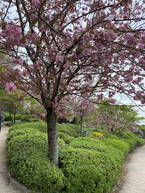 Entrance to Japanese Gardens inside Rome's Botanical garden with cherry tree in full bloom